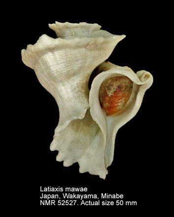 Latiaxis mawae.jpg - Latiaxis mawae(Gray,in Griffith & Pidgeon,1834)